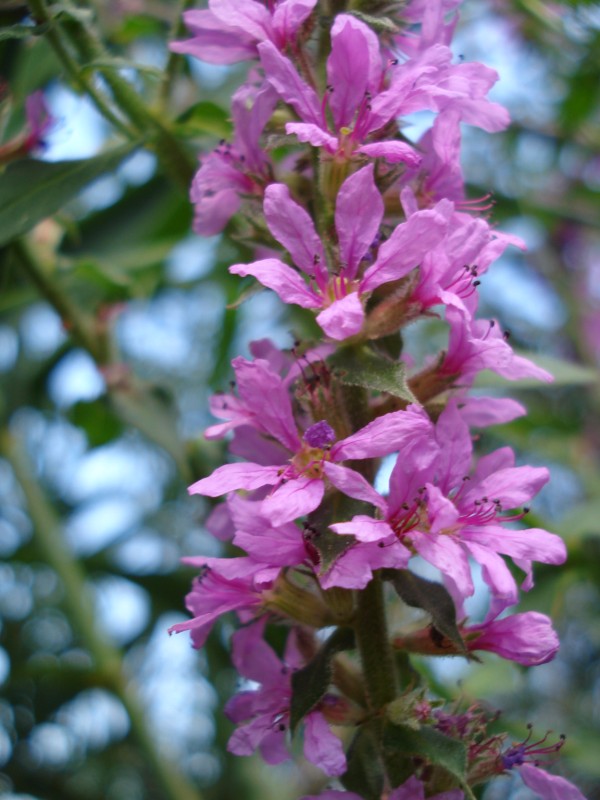 Lythrum salicaria / Salcerella comune